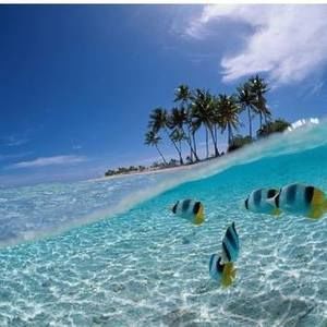 Meet your Posher, Dentista